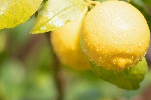 木に実ったレモンと雫 レモン,ラフマイヤー,果物の写真素材