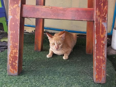 Cambodian kitten ready for battle, JPG