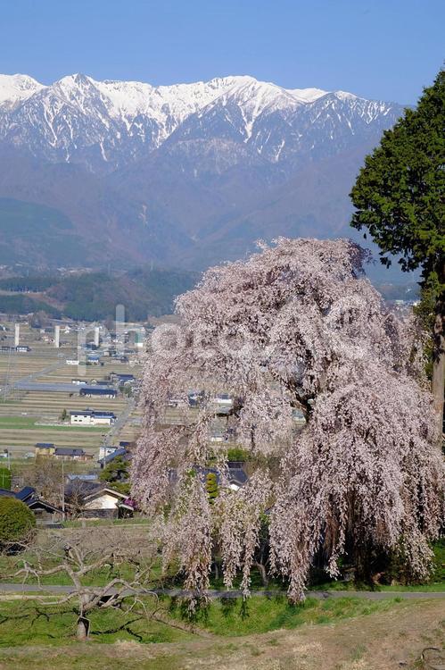 吉瀬の枝垂れ桜 桜,枝垂れ桜,ピンクの写真素材
