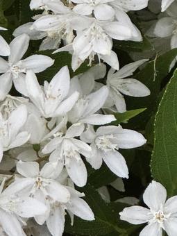 春の花 春の花の写真