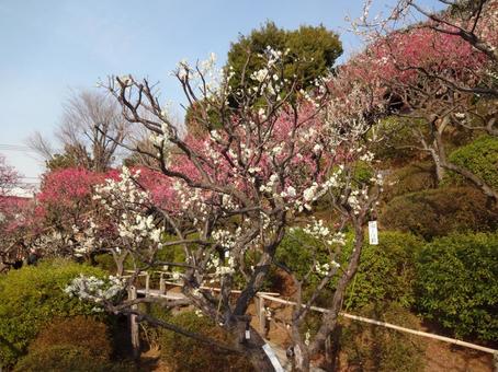 池上梅園の梅 池上梅園の梅の写真