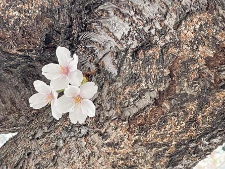 桜少々 桜少々の写真