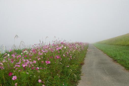 コスモス コスモス,秋,晴天の写真素材