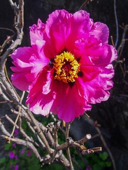 ピンクの牡丹 ぼたん,ピンク,フラワーの写真素材