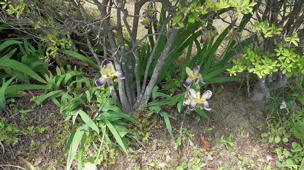 Iris 1, JPG Iris 1, JPG