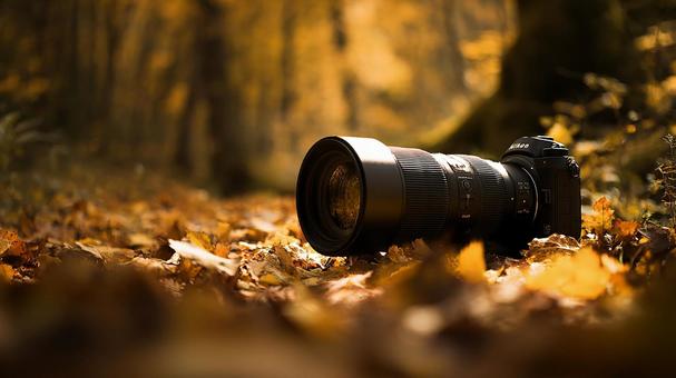 黄金色の森の風景の写真