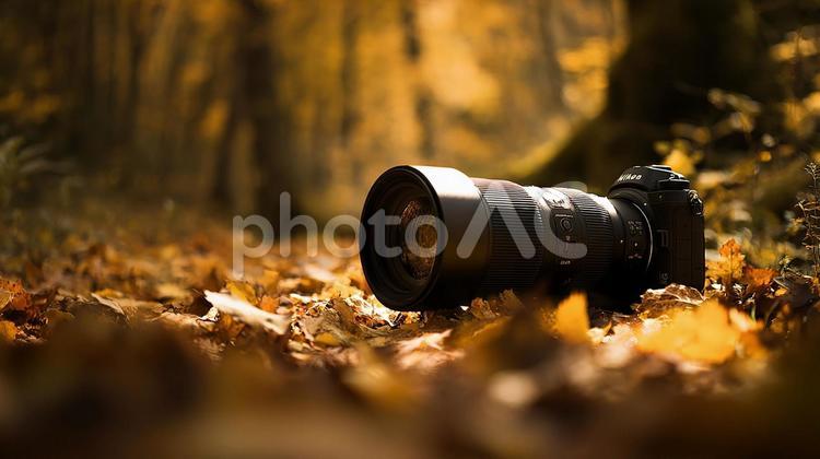 黄金色の森の風景 落ち葉,紅葉,秋の写真素材