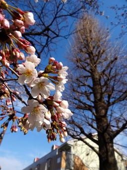 桜とイチョウの写真