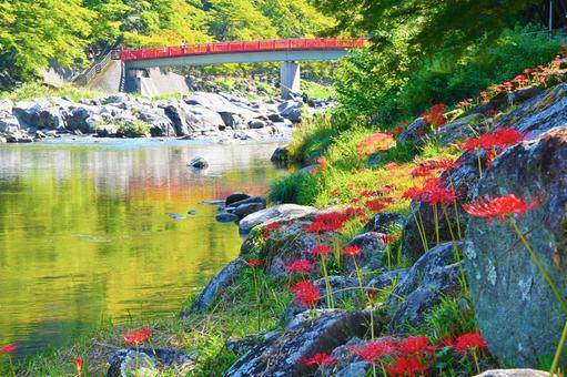 香嵐渓の彼岸花 香嵐渓の彼岸花の写真