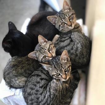 猫の親子2 猫の親子2 猫,親子,動物の写真素材