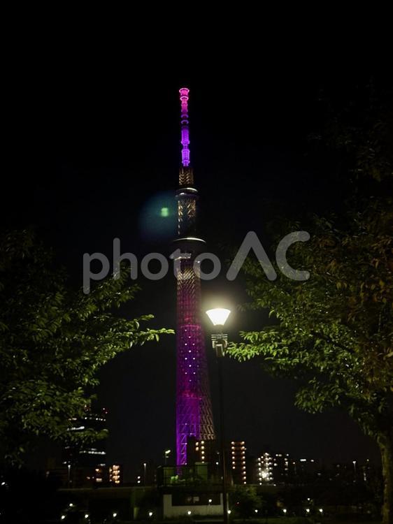 夏の空とバイオレットに光るスカイツリー 葉桜,空,スカイツリーの写真素材