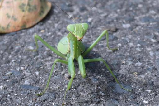 Photo, mantis, asphalt, ground, 