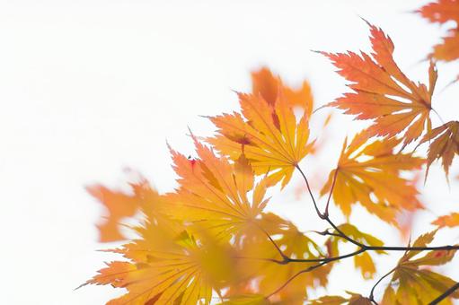 紅葉 紅葉の写真