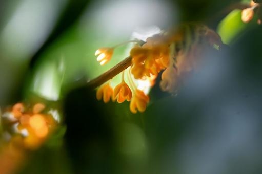 Photo, kinmokusei, wood, flower, 
