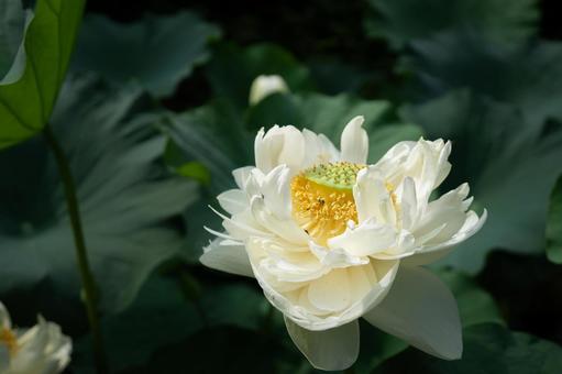 満開の白いハスの花 満開の白いハスの花の写真
