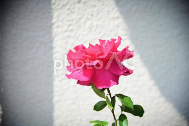 バラ4 バラ,薔薇,花の写真素材