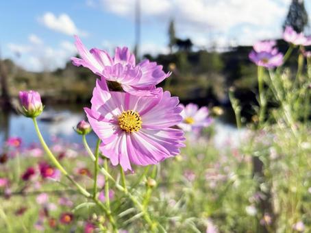 日を浴びるピンク色のコスモス 日を浴びるピンク色のコスモス コスモス,花,フラワーの写真素材