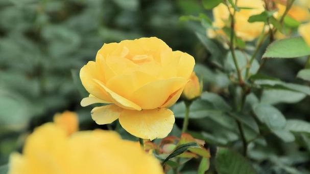 河津バカテル公園　秋バラ 薔薇,秋,花の写真素材