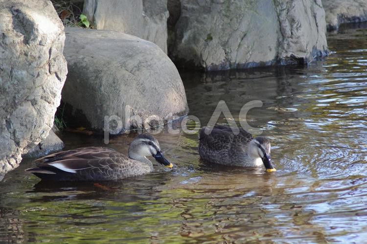 2羽のカルガモ くちばし,カモ,カルガモの写真素材