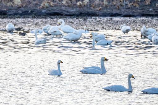 大沼のハクチョウ⑵の写真