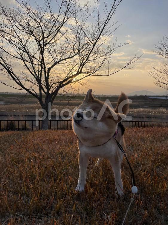 柴犬ドリル発動 柴犬,いぬ,犬の写真素材