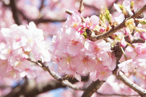 桜 桜の写真