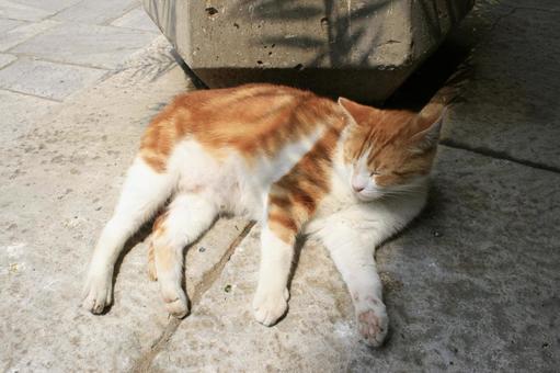 猫 猫の写真