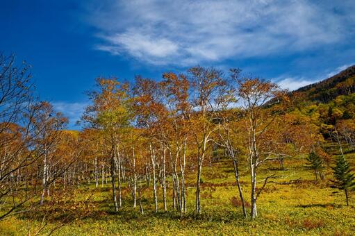 ダケカンバの紅葉 ダケカンバ,白樺,紅葉の写真素材
