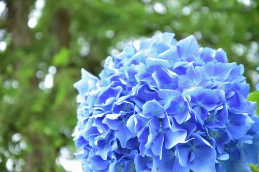 人房の花 アジサイ 人房の花 アジサイの写真