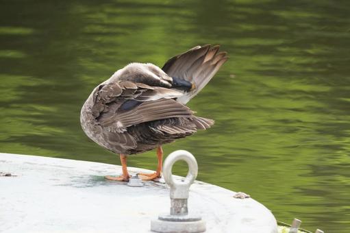 カルガモ カルガモ カルガモ,鳥,野鳥の写真素材