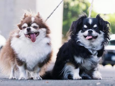 お散歩ワンコ(チワワ) お散歩ワンコ(チワワ) 犬,チワワ,小型犬の写真素材