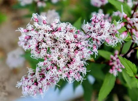 蘭 フジバカマ,花,自然の写真素材