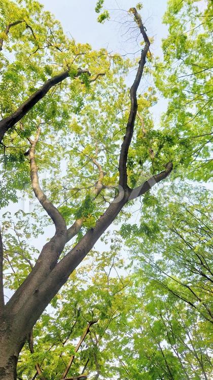 新緑 新緑,木,ツリーの写真素材
