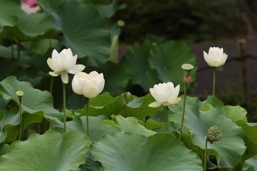 蓮 蓮 蓮,蓮の花,ハスの写真素材