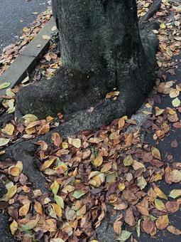 樹と落ち葉 樹と落ち葉の写真