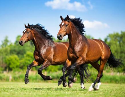 午年フォト・晴れた日の牧場と馬 午年フォト・晴れた日の牧場と馬の写真