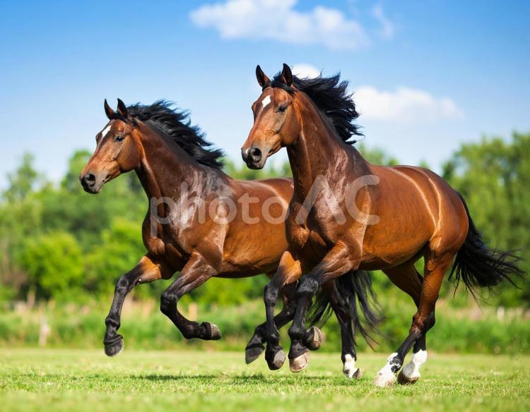 午年フォト・晴れた日の牧場と馬 午年,馬,牧場の写真素材