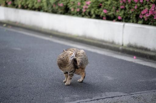 A brown tabby cat grooming itself next to flowers, JPG A brown tabby cat grooming itself next to flowers, JPG