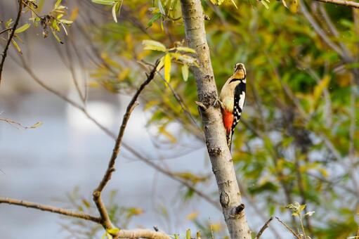 アカゲラ⑺ 鳥,アカゲラ,キツツキの写真素材