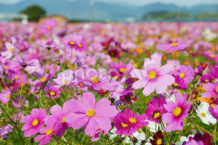 花の海のコスモス畑 コスモス畑,コスモス,秋桜の写真素材