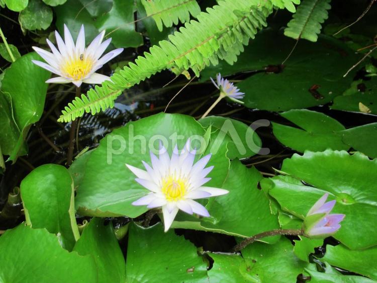 沖縄で見つけた睡蓮（すいれん）。 睡蓮,すいれん,蓮の写真素材