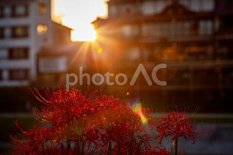 彼岸花　京都祇園　夕焼け 彼岸花,ヒガンバナ,京都の写真素材