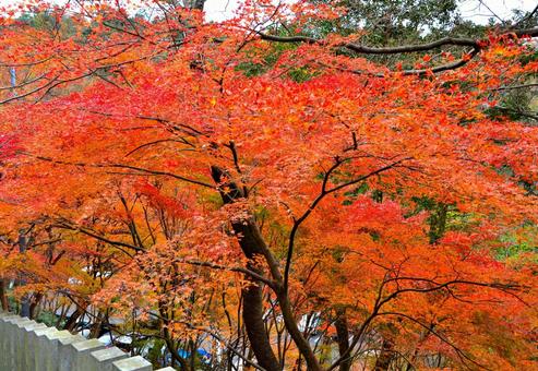 秋・紅葉 秋・紅葉の写真