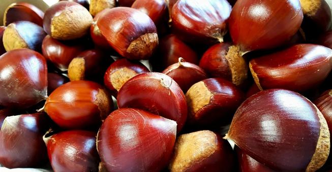 栗 20 09 栗,木の実,秋の写真素材