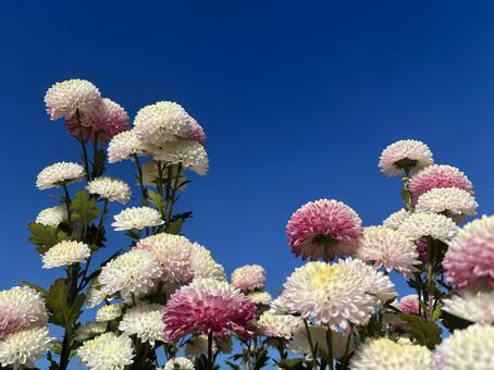 菊の花と青空1 菊,紫,白の写真素材