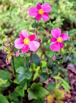 しめ菊 しめ菊 秋明菊,自然,花の写真素材