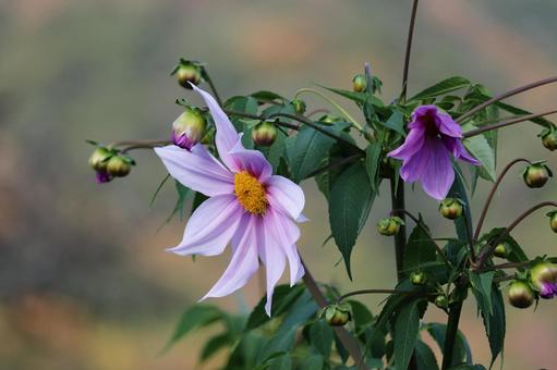 ツボミをたくさん付けた皇帝ダリア 皇帝ダリア,コウテイダリア,花の写真素材