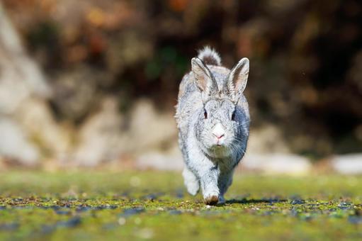 The rabbits of Okunoshima, JPG The rabbits of Okunoshima, JPG