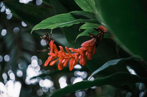 赤い花と緑の葉のコントラスト 赤い花と緑の葉のコントラスト 花,赤,熱帯の写真素材
