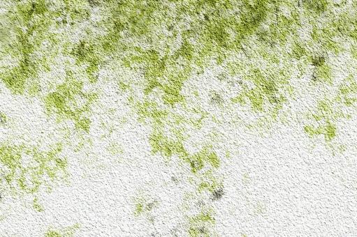 緑の藻が生えた壁の写真